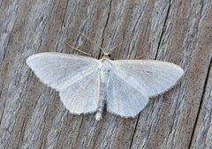 Smoky Wave (Scopula ternata)