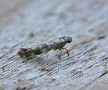Lilac Leafminer (Gracillaria syringella)