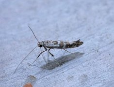 Lilac Leafminer (Gracillaria syringella)