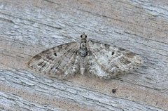 Grandvergmåler (Eupithecia tantillaria)