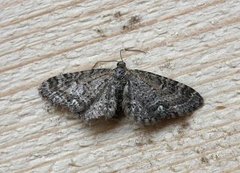 Vinkeldvergmåler (Eupithecia vulgata)