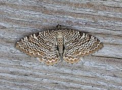 Scallop Shell (Rheumaptera undulata)