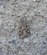 Vivendelfly (Xylocampa areola)