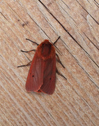 Rustvingespinner (Phragmatobia fuliginosa)