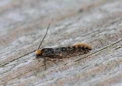 Skin Moth (Monopis laevigella)