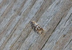 Phyllonorycter ulmifoliella