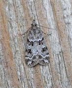 Common Grey (Scoparia ambigualis)