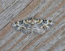 Revebjelledvergmåler (Eupithecia pulchellata)