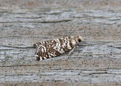Common Spruce Bell (Epinotia tedella)