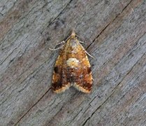 Yellow-spot Tortrix (Pseudargyrotoza conwagana)