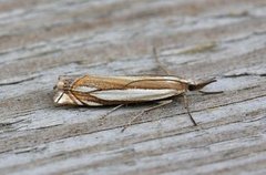 Grass-veneer (Crambus pascuella)