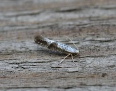 Netted Argent (Argyresthia retinella)