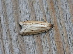 Dotted Shade (Eana osseana)