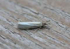 Yellow Satin Veneer (Crambus perlella)