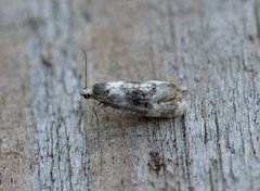 Birch Conch (Cochylis nana)