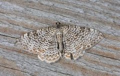 Scallop Shell (Rheumaptera undulata)