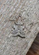 Large Grey (Scoparia subfusca)