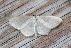 Cream Wave (Scopula floslactata)
