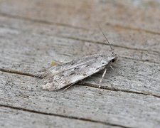 Black-speckled Groundling (Carpatolechia proximella)