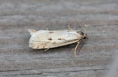 Dotted Shade (Eana osseana)