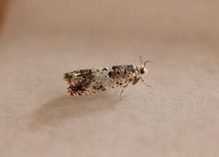 White Sallow Bell (Epinotia subocellana)