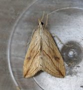 Garden Pebble (Evergestis forficalis)