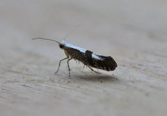 Cherry Fruit Moth (Argyresthia pruniella)