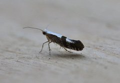 Kirsebærmøll (Argyresthia pruniella)