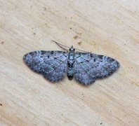 Bilberry Pug (Pasiphila debiliata)