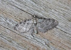 Bilberry Pug (Pasiphila debiliata)