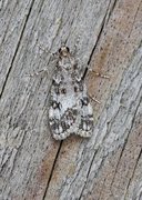 Little Grey (Eudonia lacustrata)