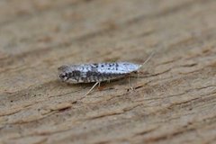 Netted Argent (Argyresthia retinella)