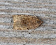 Large Ivy Tortrix (Lozotaenia forsterana)