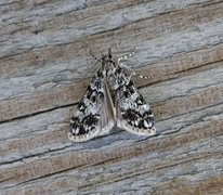 Little Grey (Eudonia lacustrata)