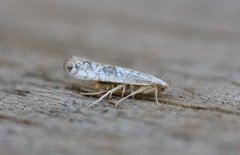 Netted Argent (Argyresthia retinella)