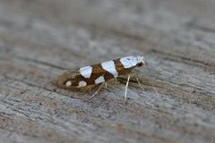 Gold-ribbon Argent (Argyresthia brockeella)