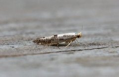 Netted Argent (Argyresthia retinella)