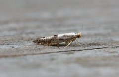 Argyresthia retinella