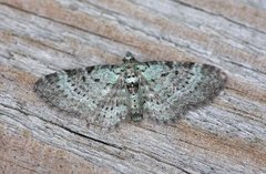 Bilberry Pug (Pasiphila debiliata)