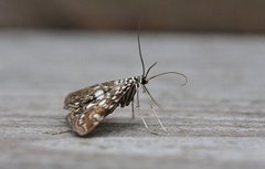Brown China-mark (Elophila nymphaeata)