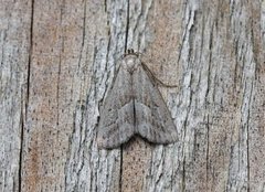 Dvergnebbfly (Hypenodes humidalis)