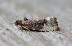 Marbled Orchard Tortrix (Hedya nubiferana)
