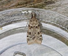 Large Grey (Scoparia subfusca)