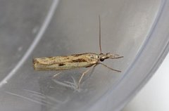 Barred Grass-veneer (Agriphila inquinatella)