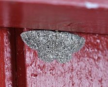 The Annulet (Charissa obscurata)