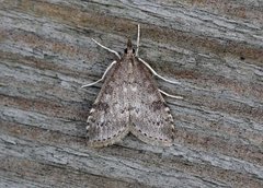 Dusky Pearl (Udea prunalis)