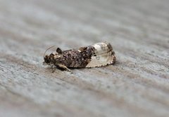 Marbled Orchard Tortrix (Hedya nubiferana)