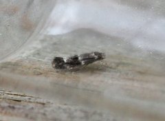 Garden Cosmet (Mompha subbistrigella)