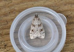 Large Grey (Scoparia subfusca)