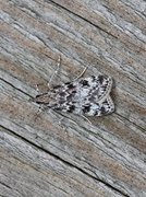 Little Grey (Eudonia lacustrata)
